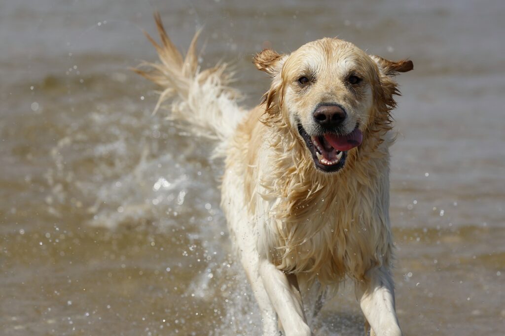 Exploring The Great River Road With Your Dog