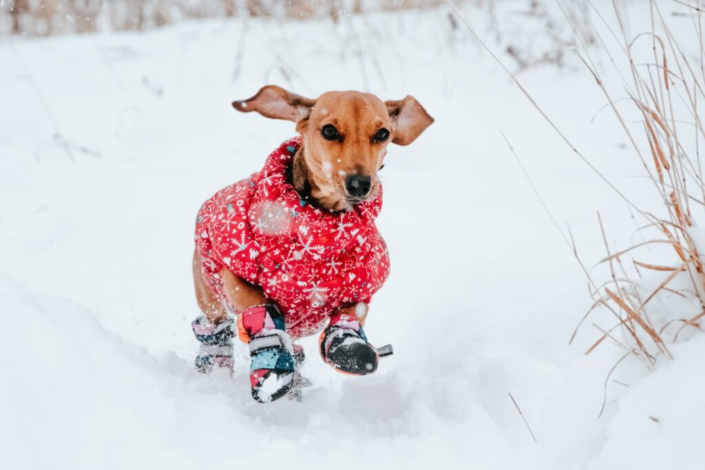 Things to Do in Tulsa on a Snowy Day With Dogs