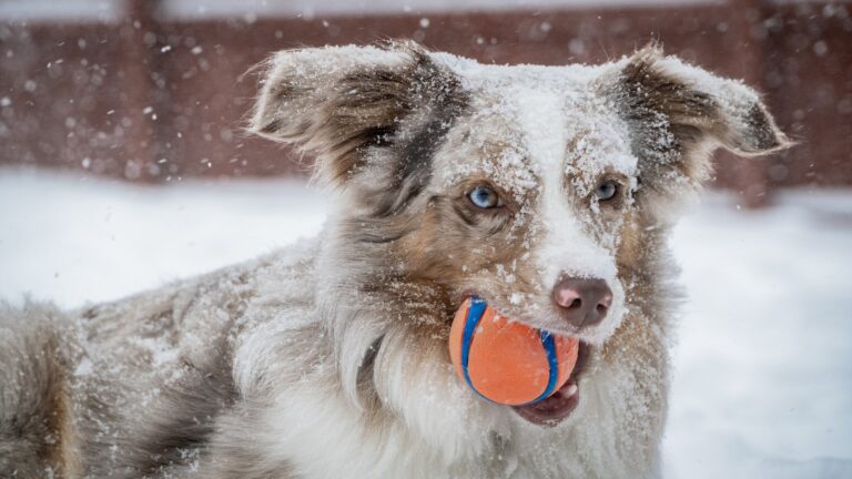 What to Do in Tulsa on a Snowy Day With Dogs